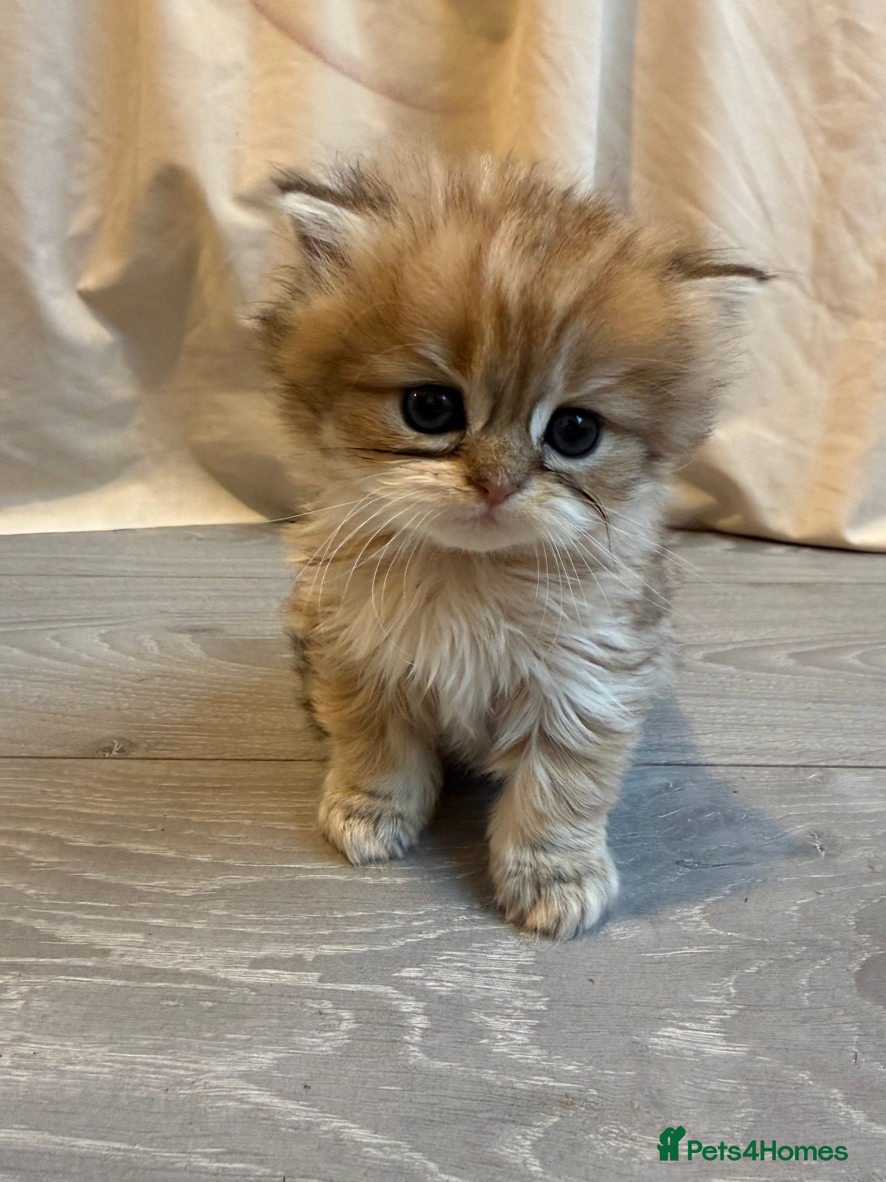 British Shorthair cats British Shorthair+ Scottish Fold - Advert 1