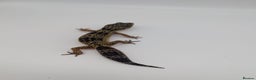 Leopard Gecko reptiles for sale: Black Night Cross Leopard Gecko  - Advert 32