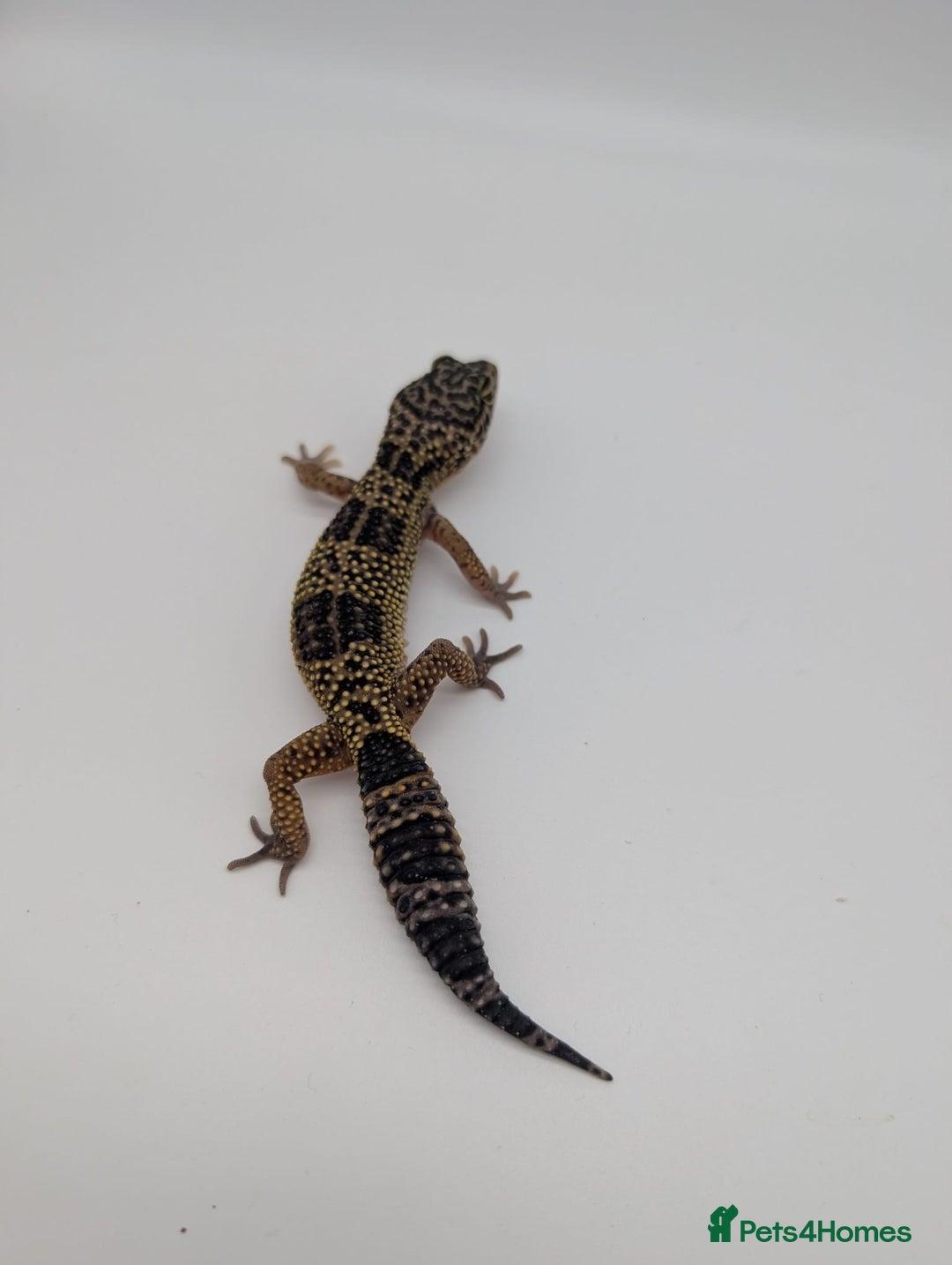 Leopard Gecko reptiles for sale: Black Night Cross Leopard Gecko  - Advert 32