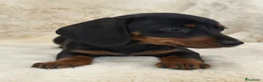 Miniature Dachshund Puppy 3