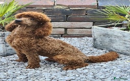 Miniature Poodle dogs for stud: Available for stud duties in Sheffield - Image 9