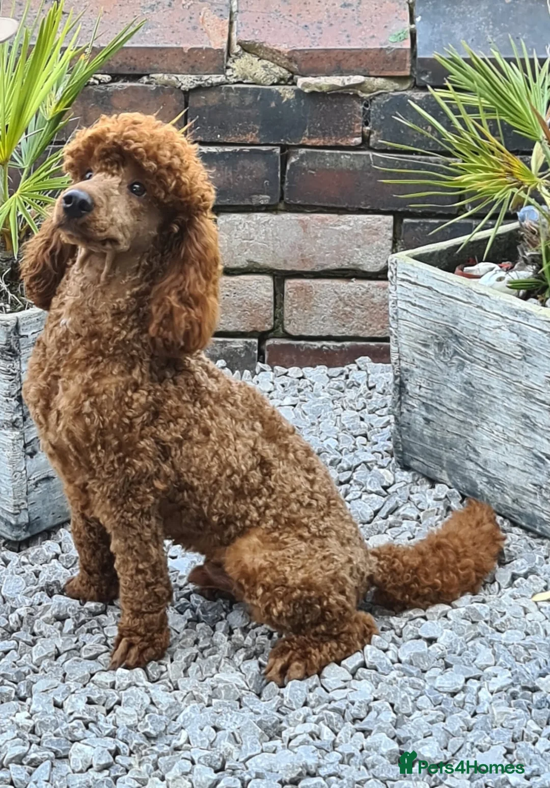 Miniature Poodle dogs for stud: Available for stud duties in Sheffield - Advert 9