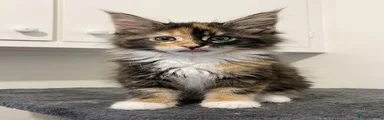 Sophia