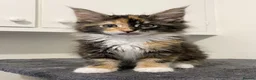 Maine Coon cats for sale: 👑World Champion Bloodlines - Advert 8