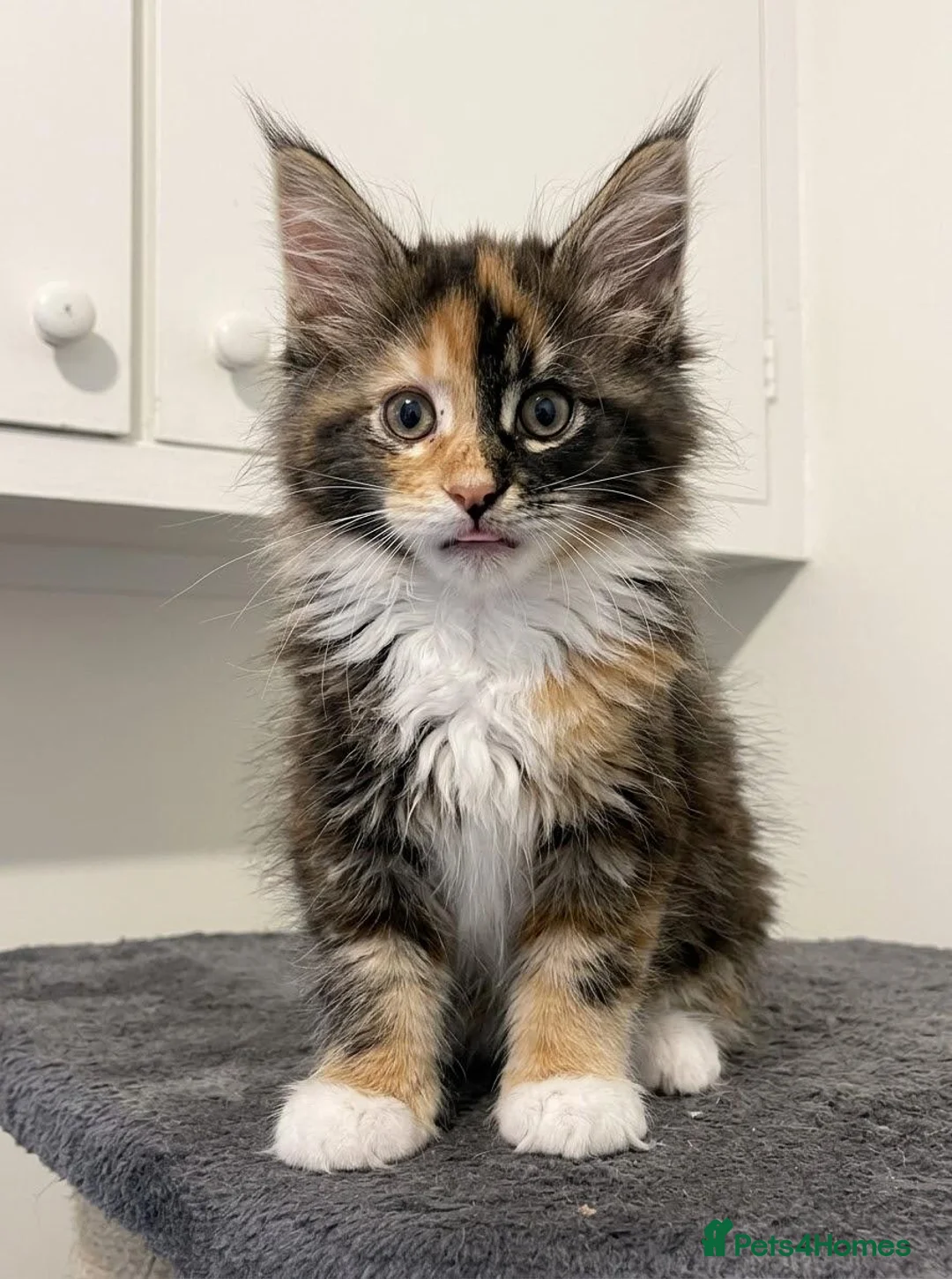 Maine Coon cats for sale: 👑World Champion Bloodlines - Advert 8