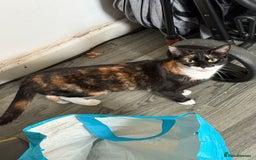 Domestic Shorthair cats for sale: 1 year old housecat - Image 1