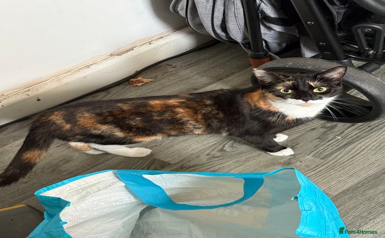 Domestic Shorthair cats - Advert 2
