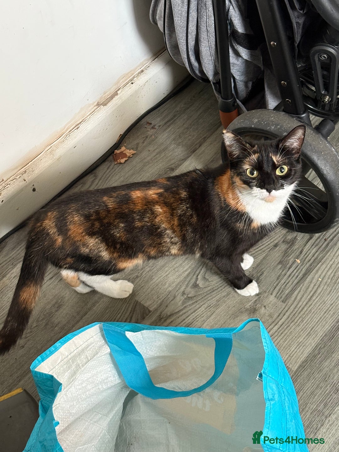 Domestic Shorthair cats for sale: 1 year old housecat - Image 1