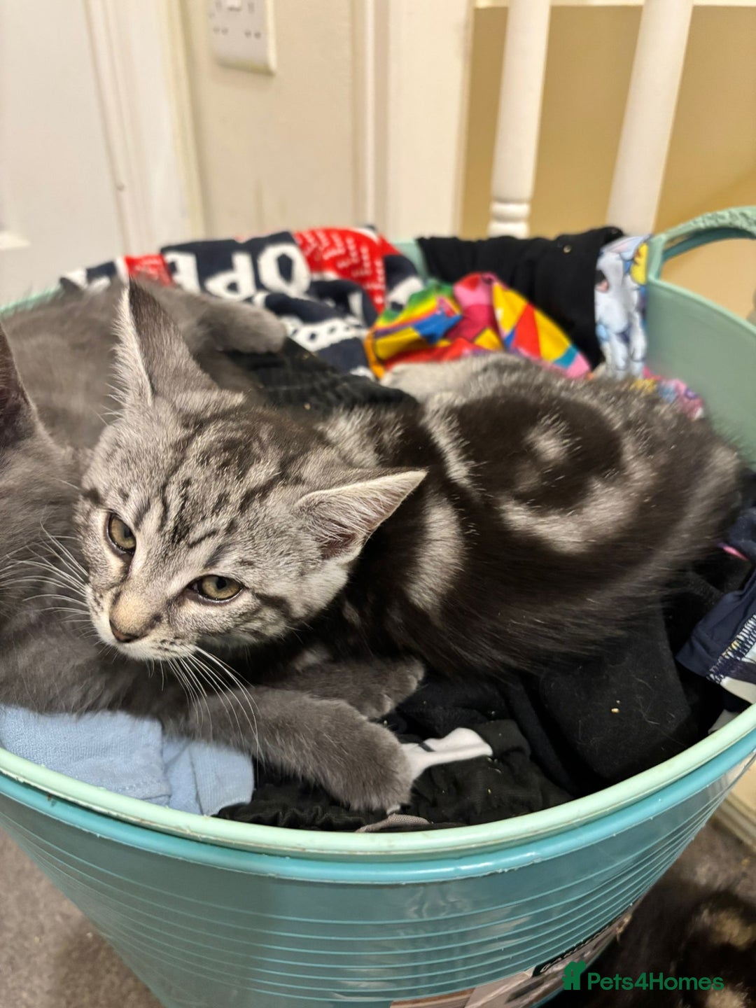 Maine Coon cats for sale: Beautiful, friendly playful Maine Coon cross kits - Advert 7