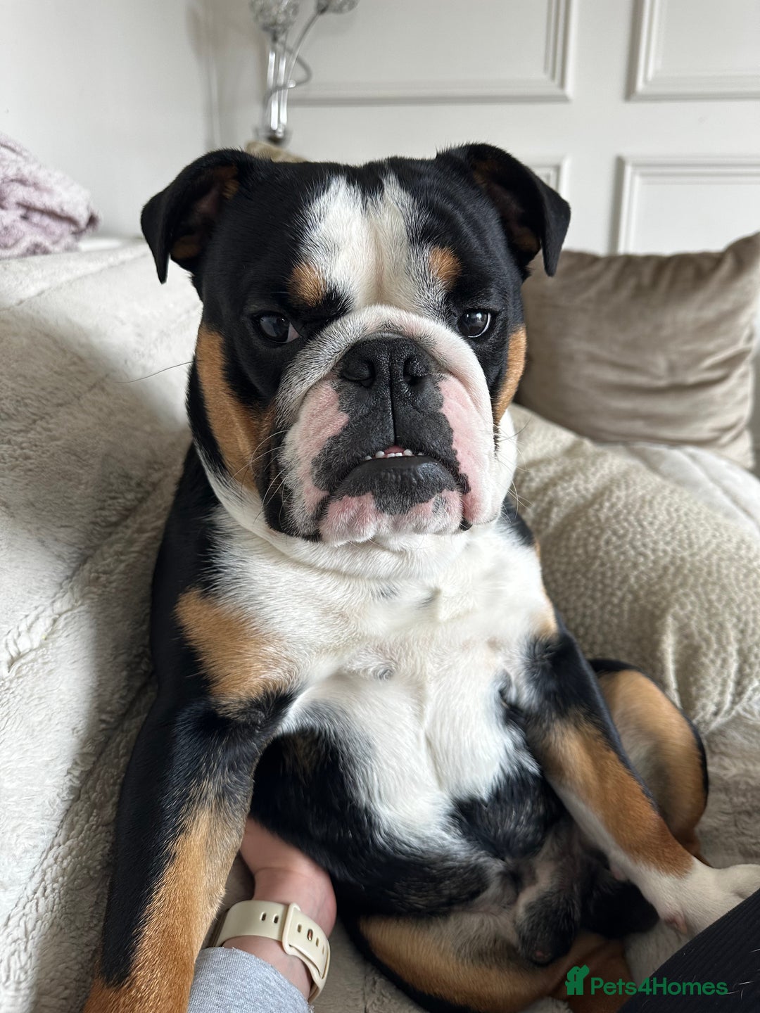 English Bulldog dogs for sale: Tri Black English Bulldog for sale - Advert 4