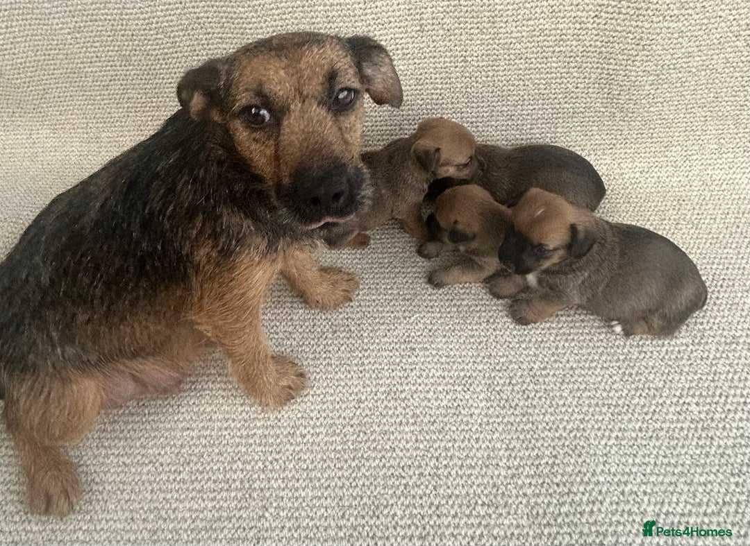 Jack Russell dogs for sale: Jack russel puppies  - Image 1