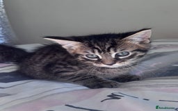 Mixed Breed cats for sale: Maine Coon Cross Kittens  - Image 16