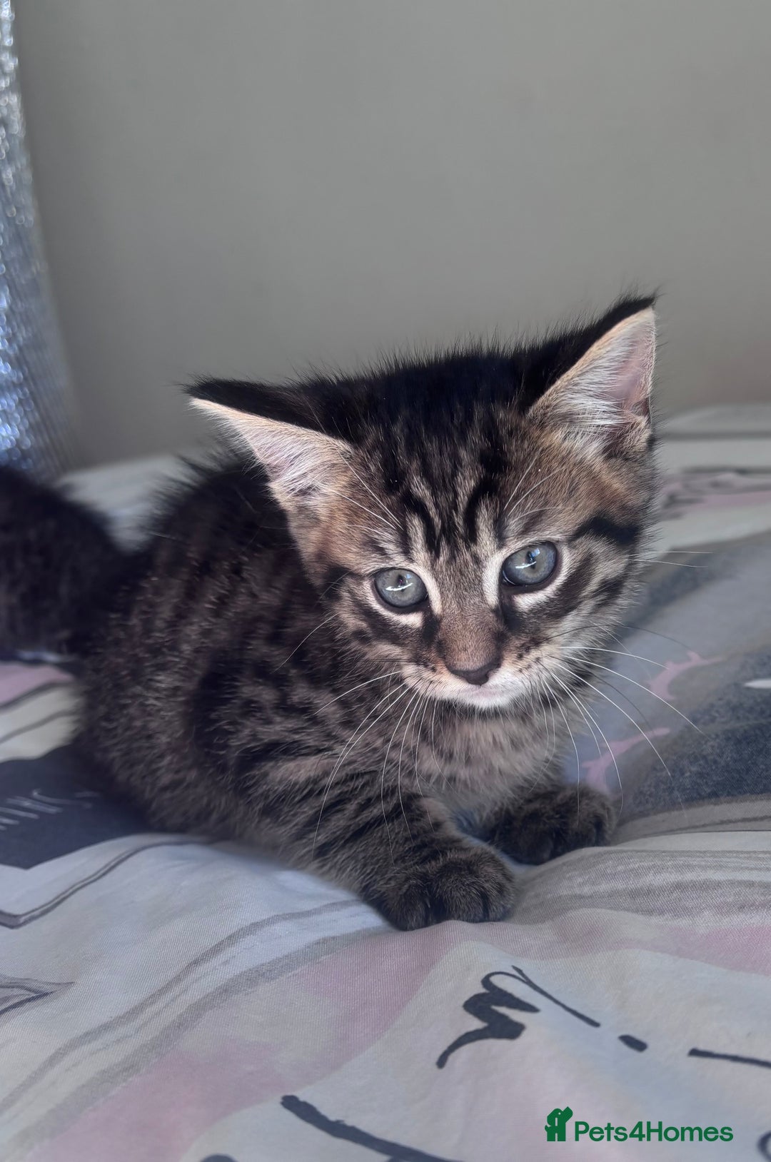 Mixed Breed cats for sale: Maine Coon Cross Kittens  - Image 16