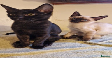 Mixed Breed cats - Advert 3