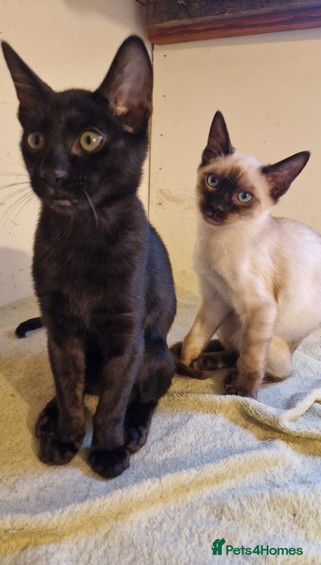 Mixed Breed cats for sale: Bengamese kittens, Bengal/Siamese mix  - Image 11