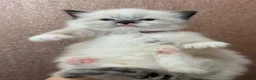 Ragdoll cats for sale: Beautiful Ragdoll kittens  - Advert 11