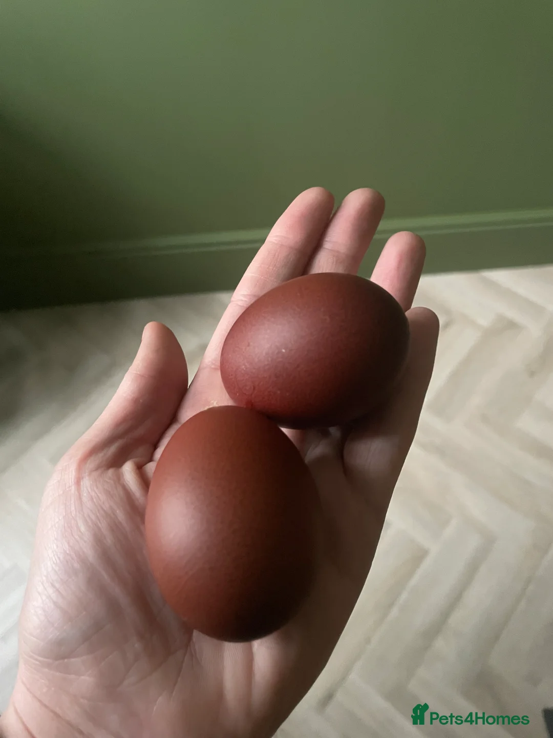 Chickens poultry for sale: 🖤🤎Black Copper Marans 🤎🖤 - Advert 4