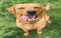 Labrador Retriever dogs for sale: Beautiful Light / fox red Labrador Retriever pups - Advert 15