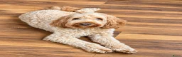 Australian Labradoodle dogs for sale: Multi-gen Australian Labradoodles due late Nov  - Advert 5
