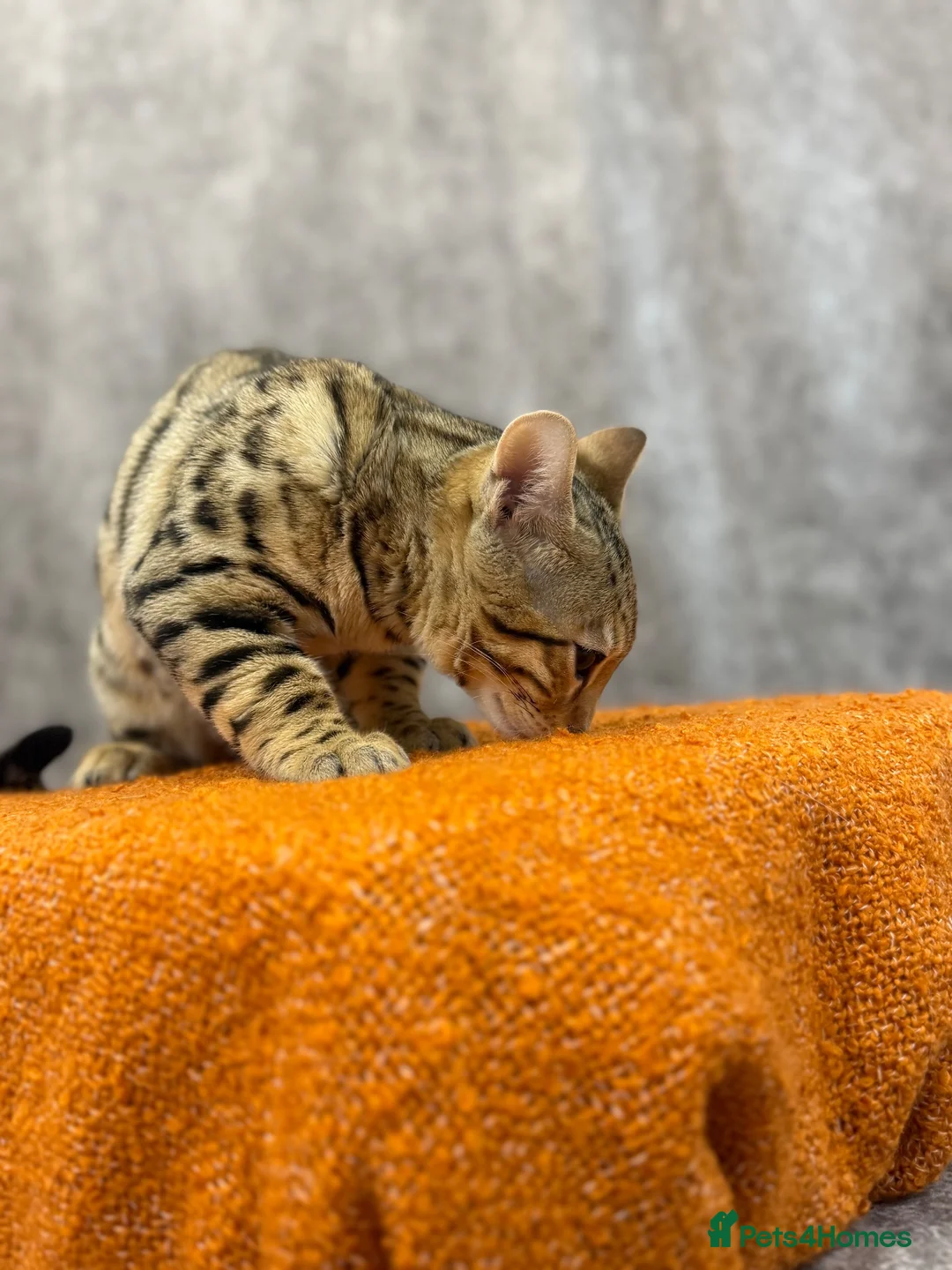 Bengal cats for sale: 🐆 Stunning Bengal Singleton Boy  - Advert 2