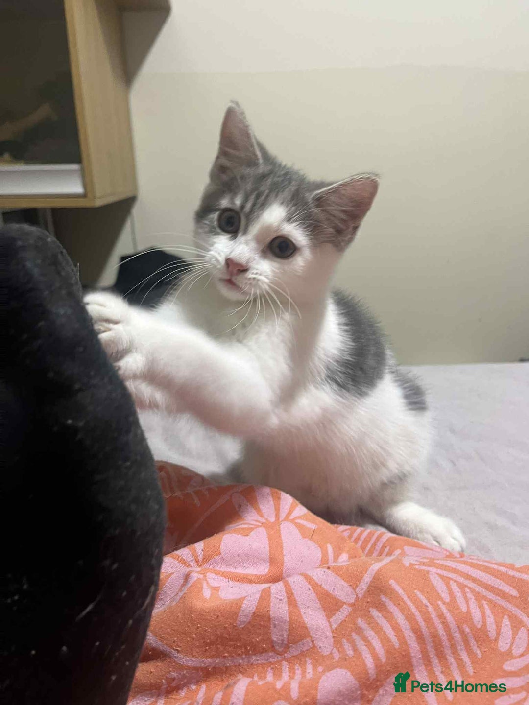 Domestic Shorthair cats for sale: Domestic shorthair tabbys  - Advert 11