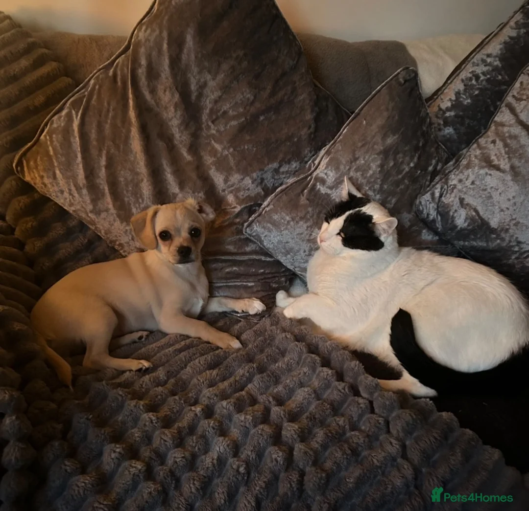 Mixed Breed cats for sale: Gorgeous Chunky Cuddly Cat for Rehoming in Warrington - Advert 6