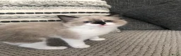 Ragdoll cats for sale: Beautiful Ragdoll kitties - Advert 9
