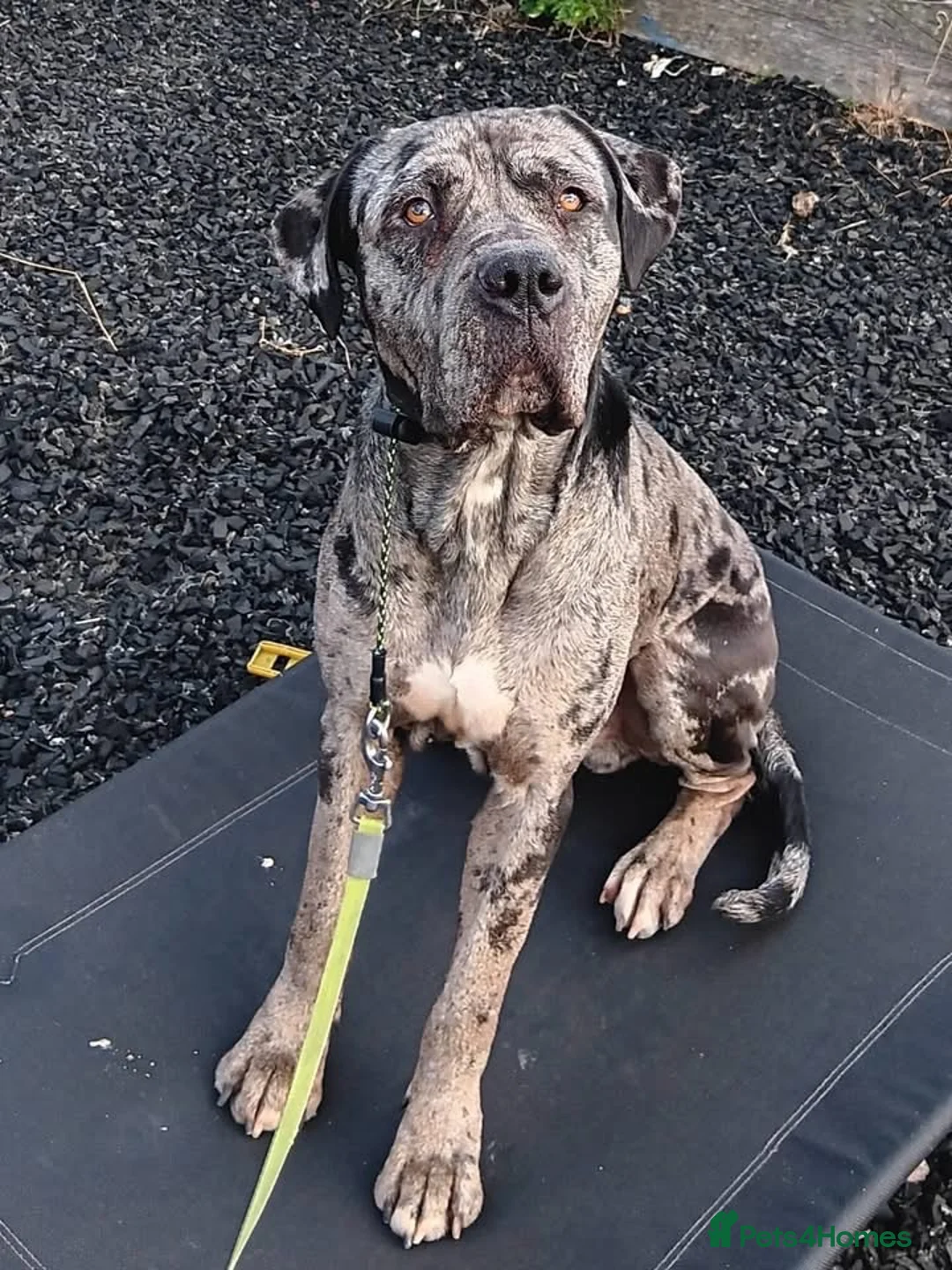 Mastiff dogs for adoption: HANK -  - Advert 3
