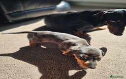 Dachshund dogs for sale: Adorable Dachshund Puppies - 1 Girl & 2 Boys - Image 4