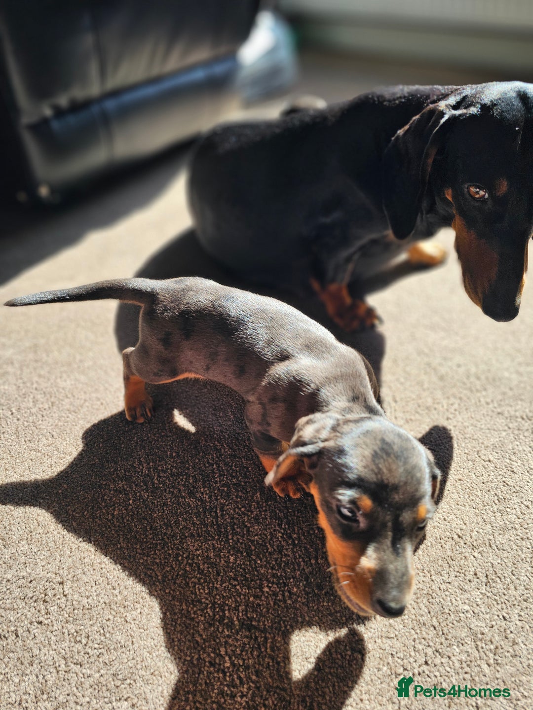 Dachshund dogs for sale: Adorable Dachshund Puppies - 1 Girl & 2 Boys - Image 4