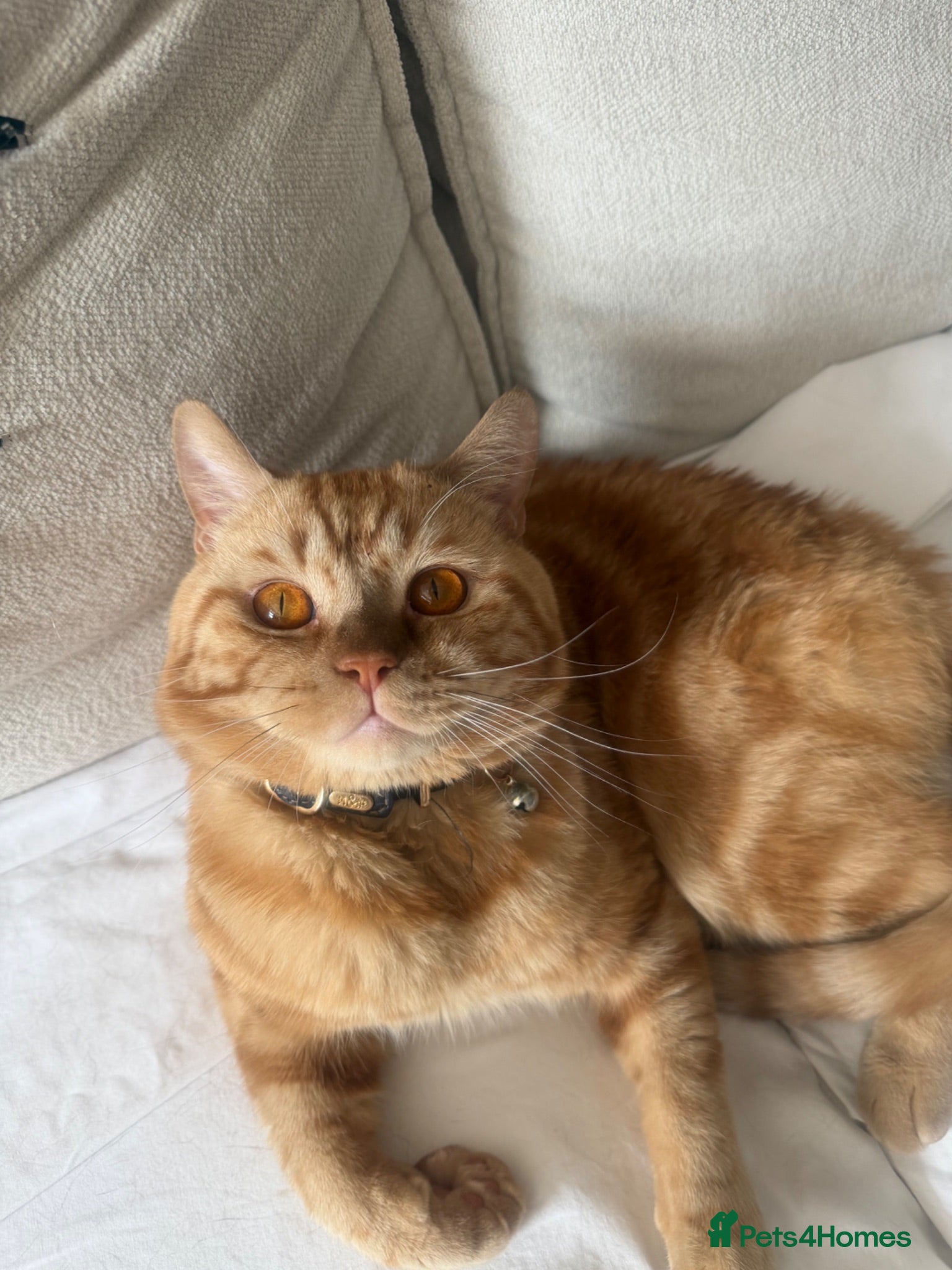 Scottish Fold cats Miss Scottish straight Ginger (Garfield ) - Advert 2