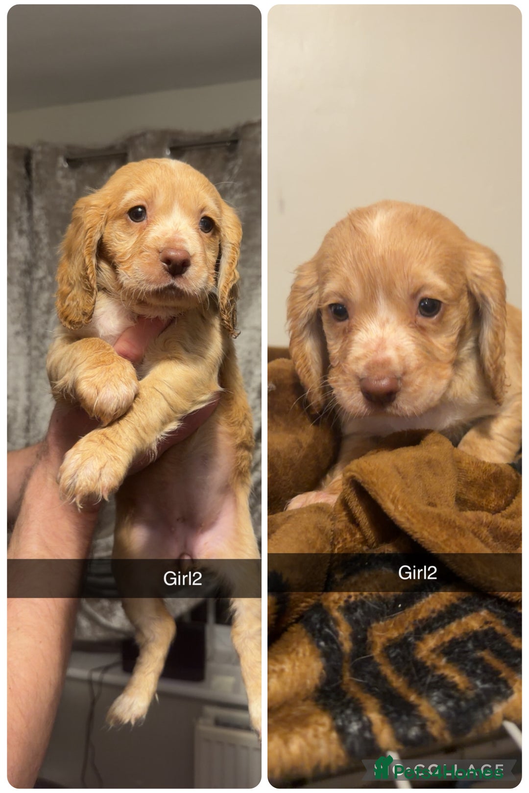 Cocker Spaniel dogs for sale: Cocker spaniel pups  - Advert 1
