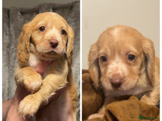 Cocker Spaniel dogs Cocker spaniel pups - Advert 10