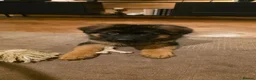 German Shepherd dogs for sale: Long hair German Shepherd puppy full health tests - Advert 15