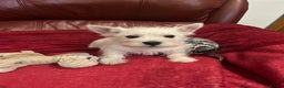 West Highland Terrier dogs for sale: 1 Boy Left   - Advert 10