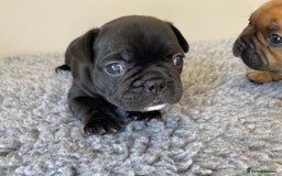 French Bulldog dogs for sale: KC French Bulldog Pups Tiger Brindle, Tan & Black  - Image 16