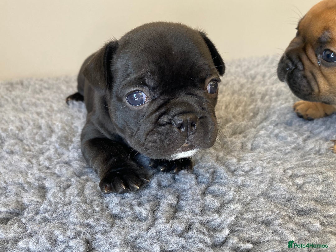 French Bulldog dogs for sale: KC French Bulldog Pups Tiger Brindle, Tan & Black  - Image 16