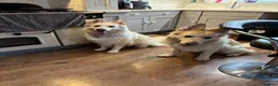 German Shepherd dogs for sale: Apricot/Cream GSD FEMALE  - Advert 13