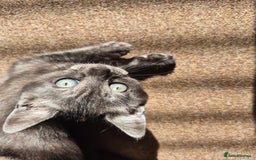 British Shorthair cats for sale: Black Short Haired Tabby Cross Breed Kitten - Image 3