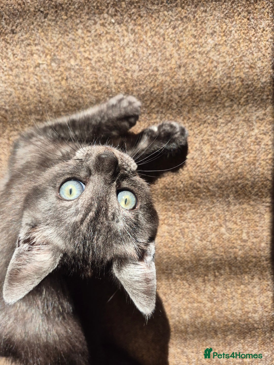 British Shorthair cats for sale: Black Short Haired Tabby Cross Breed Kitten - Image 3