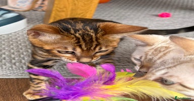 Bengal cats - Advert 6