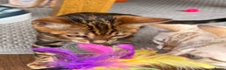 Bengal cats for sale: Bengal Brown Marble GCCF Reg kitten - Advert 2