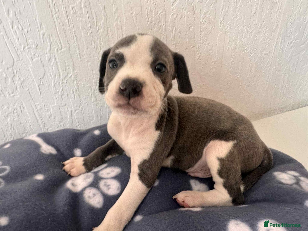 Mixed Breed dogs for sale: American bull staff puppies  - Image 36