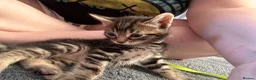 Mixed Breed cats for sale: Beautiful 7 kittens looking for forever homes - Advert 9