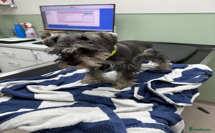 Miniature Schnauzer dogs in Dagenham - Advert 7