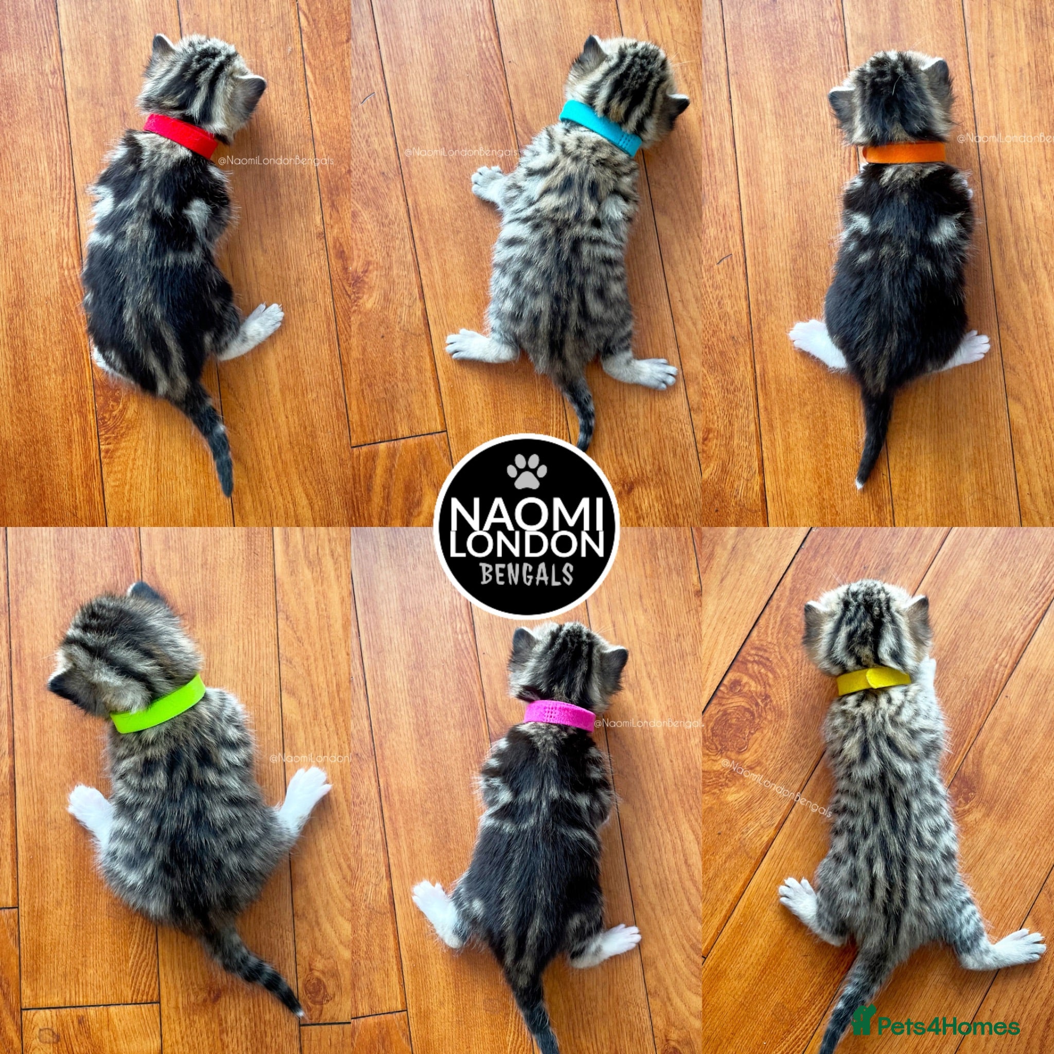 Bengal cats 🌈 BENGAL KITTENS FOR SALE! 🌈 🩷❤️🧡💛💚🩵 - Advert 2