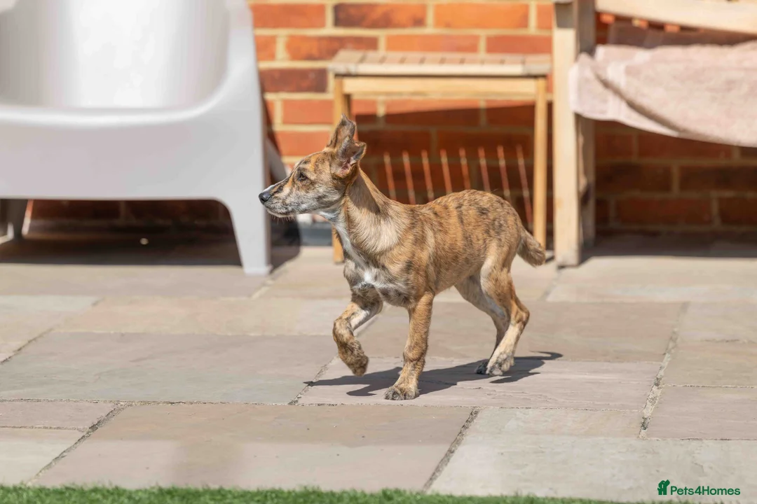 Mixed Breed dogs for adoption: Lovely Leah - Advert 1