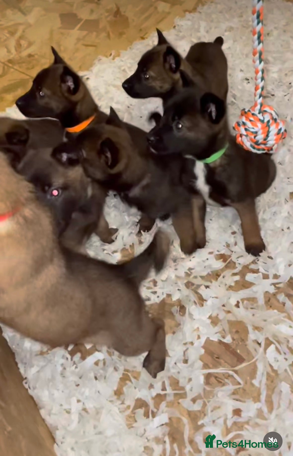 Belgian Shepherd Dog dogs beutifull belgian malinos - Advert 9