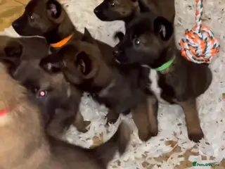 Belgian Shepherd Dog dogs beutifull belgian malinos - Advert 9