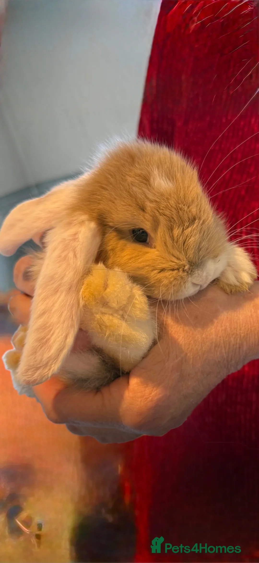French Lop rabbits for sale: Giant French lops ready 10th may - Advert 2